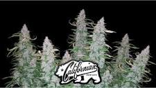 Californian Snow Auto Cannabis Strain Week-by-Week Guide | Fast Buds