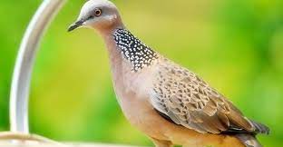 Maybe you would like to learn more about one of these? 9 Perbedaan Fisik Burung Derkuku Jantan Dan Betina Paling Lengkap Kicau Mania