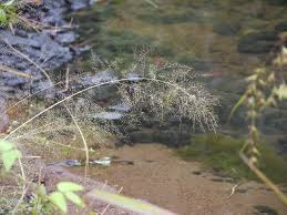Image result for Eragrostis japonica