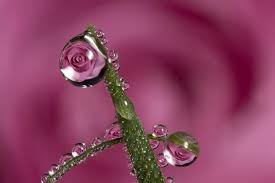 قطرات الندى comment by lavender nour. Ø§Ù„Ø²Ù‡ÙˆØ± Ùˆ Ù‚Ø·Ø±Ø§Øª Ø§Ù„Ù†Ø¯Ù‰ ØªØµÙˆÙŠØ± ÙÙˆØªÙˆØºØ±Ø§ÙÙ‰ ÙŠ Ø¸Ù‡Ø± Ø¬Ù…Ø§Ù„ Ø§Ù„Ø·Ø¨ÙŠØ¹Ø© Ùˆ Ø¥Ø¨Ø¯Ø§Ø¹ Ø§Ù„Ø®Ø§Ù„Ù‚