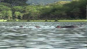 We saw eagles hunt, tons of hippo, tons of pelicans. Around The Lake Naivasha Kenya Youtube