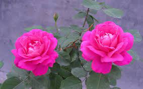 Pink Rose Flower Wallpaper Rose Flower Pictures Rose Flower Wallpaper Beautiful Flowers Images