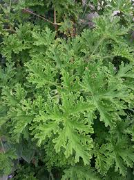 Forgot The Name Of This Plant But It Smells Like Lemon When You Rub The Leaves This Will Be Part Of The Flowers Plants Garden Flowers