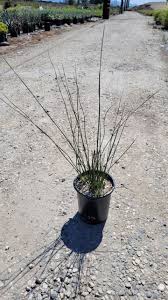 Image result for Juncus balticus