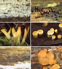 Image result for Dacryotrichia