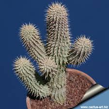 Image result for Hoodia currorii