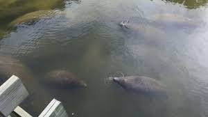 Is there an ada compliant manatee viewing center? Florida Manatee Viewing Center Opens At Teco Apollo Beach Wtsp Com
