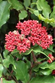 Image result for Ampelocissus abyssinica