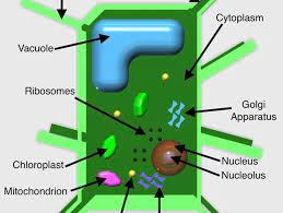 Maybe you would like to learn more about one of these? Plant Cell Model By Lmg1114 Thingiverse