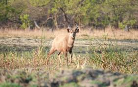 Image result for Cyanastrum johnstonii