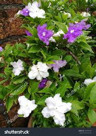 Image result for Brunfelsia australis