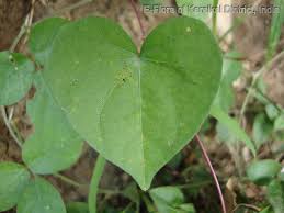 Image result for Ipomoea marginata