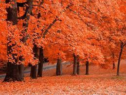 Autumn Wallpapers Abstract Wallpapers Desktop Wallpapers Desktop Hd Free Fall Wallpaper Fall Wallpaper Autumn Trees
