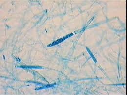 Pin On Microbiology
