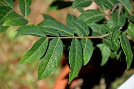 Image result for Aristida stipitata