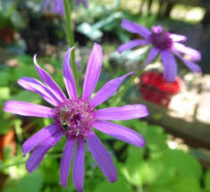 Image result for Senecio speciosus