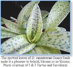 Image result for Drimiopsis