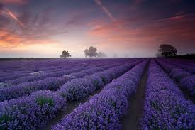 Avignon Lavender Fields Culture Of France Provence