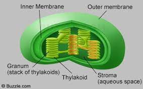 Diagram Of Chloroplast Structure And Function Photosynthesis Cells Project