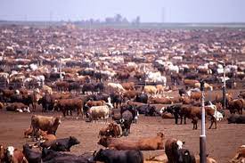 Click on the following link to see the infographic related to this issue: Environmental Impact Of Animal Agriculture The Apollos