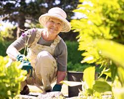 Historically, different plants have been called rhubarb in english. Garden Trivia Facts Yates Gardening