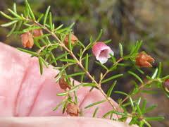 Image result for Hydrostachys polymorpha