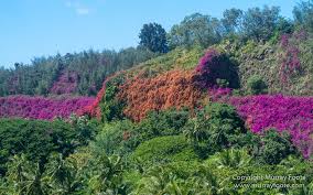 Allerton Garden Murray Foote