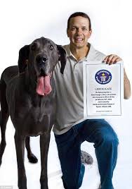 201,164 likes · 392 talking about this. World S Tallest Dog Giant George Sadly Passes Away Chelsea Dogs Blog