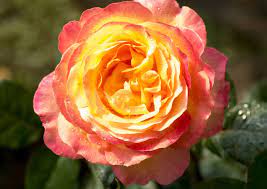 Rose, roos, роза, バラ, róża, gül, ܘܪܕܐ, i̇tburnu, rozen, গোলাপ, ружа, गुलाब, ruža, roz, růže, rosen, kibuvits, rosa, rozo, arrosa, رز, rosier, rós, 장미, մասրենի, ગુલાબ,, गुलाब, róža, prave видео pullman orient express rose канала roses, flowers, garden. Edelrose Pullmann Orient Express Rosa Pullmann Orient Express Gunstig Online Kaufen