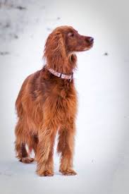 Image result for irský setr