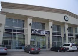 At the pet hospital, we welcome visits from clients new to the area and always look forward to meeting new pets. Cornerstone Animal Hospital