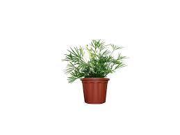 Image result for Actiniopteris radiata