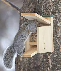Duncraft Com Duncraft Jack In The Box Squirrel Feeder Squirrel Feeder Squirrel Home Squirrel Feeder Diy