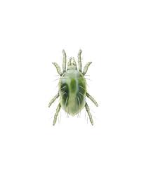 Image result for spotted spider mite