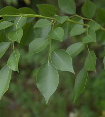 Image result for Dalbergia sissoo