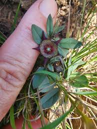 Image result for Ipomoea adenioides