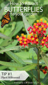 60 Plants Butterflies Must Have To Survive Empress Of Dirt Milkweed Plant Plants Butterfly Plants