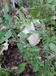 Image result for Phaulopsis sangana