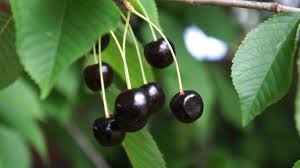 Be sure to purchase a high quality plant to start with. Educational Videos On Nature Wild Cherry Fruit Close Up June 2017 Youtube