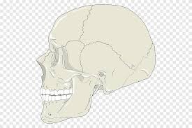 Pilih gambar tengkorak keren & unduh gratis 3.000++ gambar tengkorak manusia & lainnya gratis untuk bisnis resolusi hd bebas hak cipta. Grafis Tengkorak Ikon Komputer Profil Tengkorak Kepala Anatomi Png Pngegg