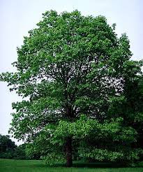 Maryland State Tree White Oak White Oak Tree Red Oak Tree Oak Tree