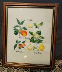 Free vegetable cross stitch patterns. Fo Botanical Citrus Free Dmc Pattern Crossstitch