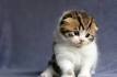 The 20 Absolute Cutest Cat Breeds That Exist-Kittentoob