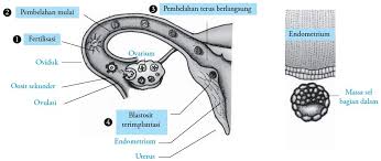 Gastrula adalah bentukan lanjutan dari blastula yang pelekukan tubuhnya sudah. Proses Fertilisasi Gestasi Kehamilan Dan Persalinan Pada Manusia
