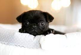 Teacup Pug I Want One Of These Little Boogers Precious Pug Pug Puppies Pugs Puppies
