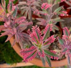 Kalanchoe Delagoensis X Daigremontiana Pink Butterflies Desert Flowers Cacti And Succulents Succulents In Containers