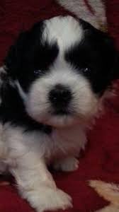 Shih tzus are extremely popular toy dogs and are adorable as puppies. Meet Tator Adorable Shih Tzu Puppy Apr Reg 5 Weeks Old For Sale In Lebanon Missouri Classified Americanlisted Com