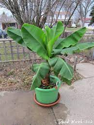 How To Grow Banana Plants Indoors And Outdoor Gowritter Banana Plants Plants Fruit Plants