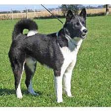 Karelian bear dogs originated in finland where they are known as the karjalankarhukoira. Karelian Bear Dog Puppies For Sale From Reputable Dog Breeders