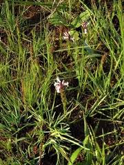 Image result for Striga bilabiata